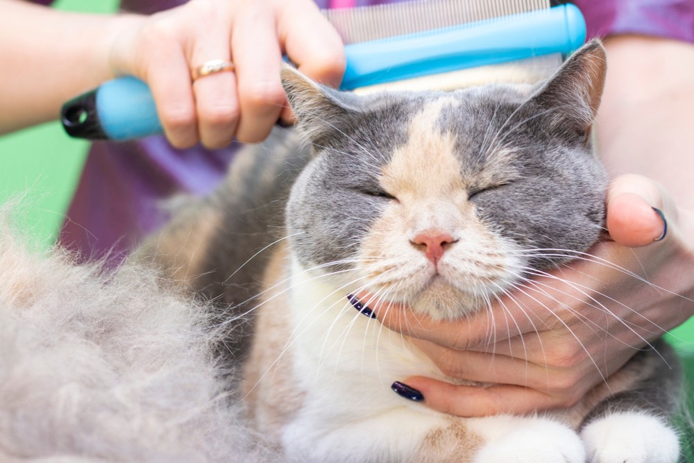 Mobile Cat Grooming Service in Levittown PA Cats Just Cats
